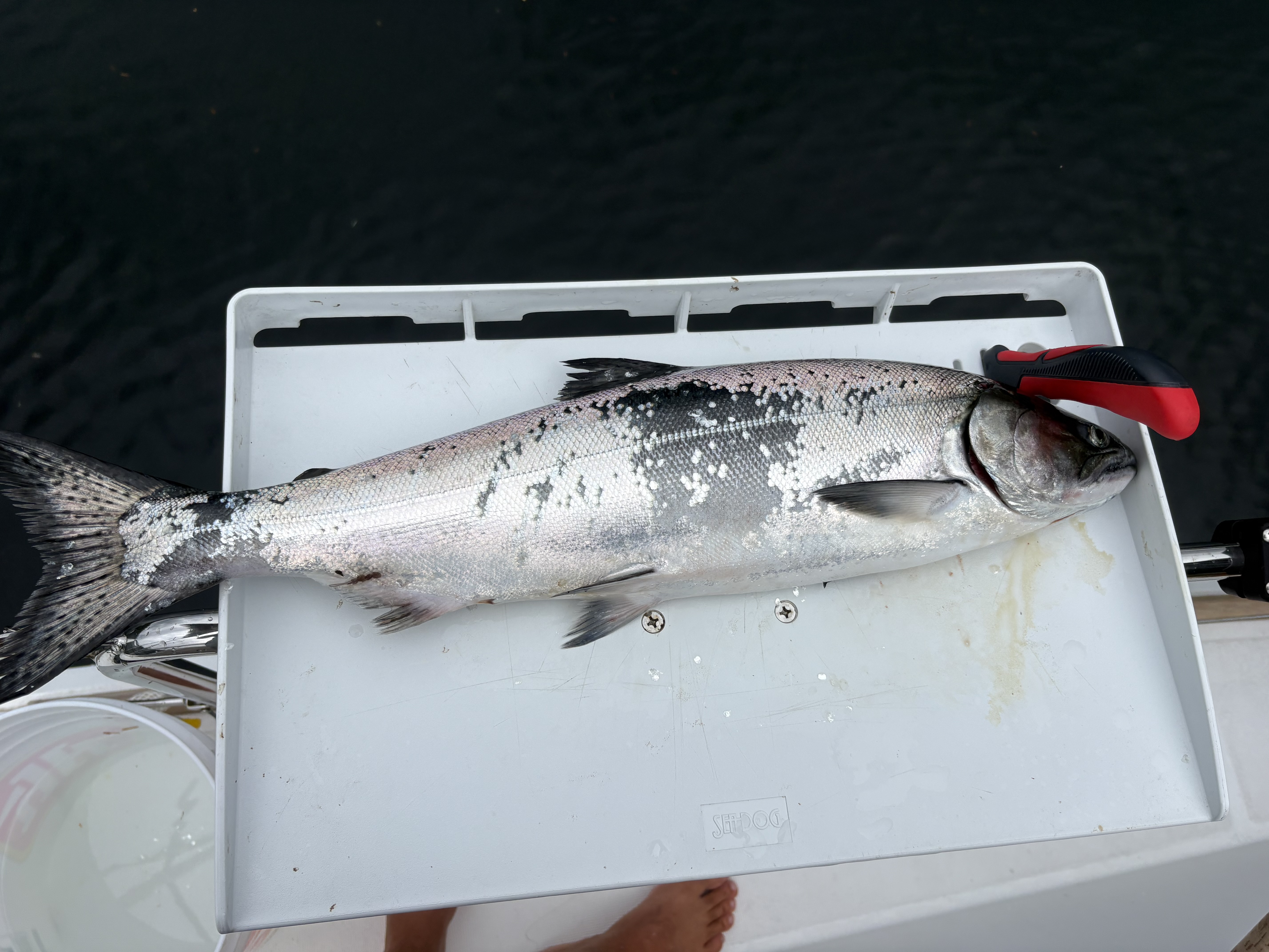 fishing spring salmon