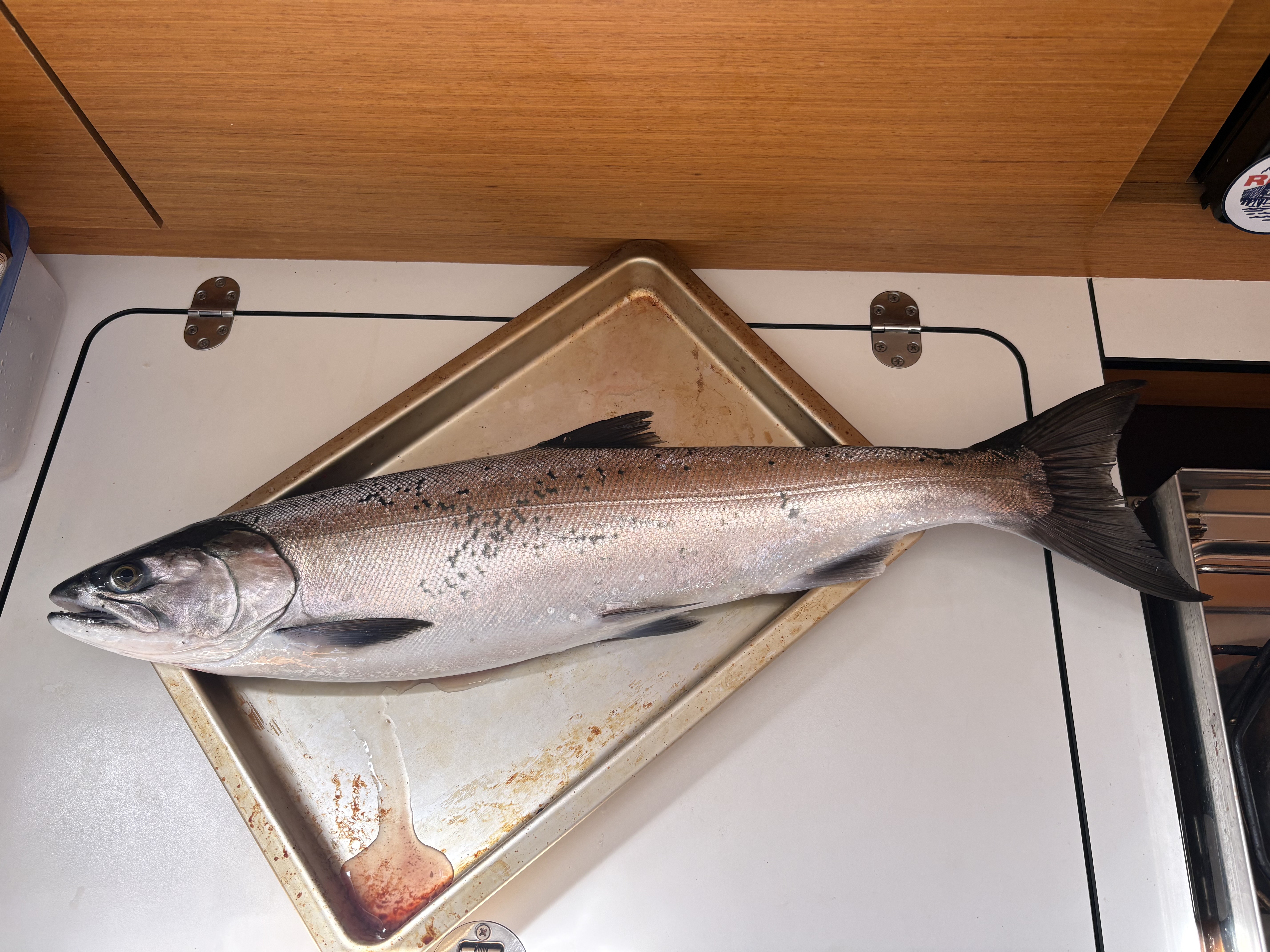 coho catch galley